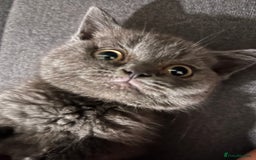 British Shorthair cats for sale: Male British shorthair kitten  - Image 3