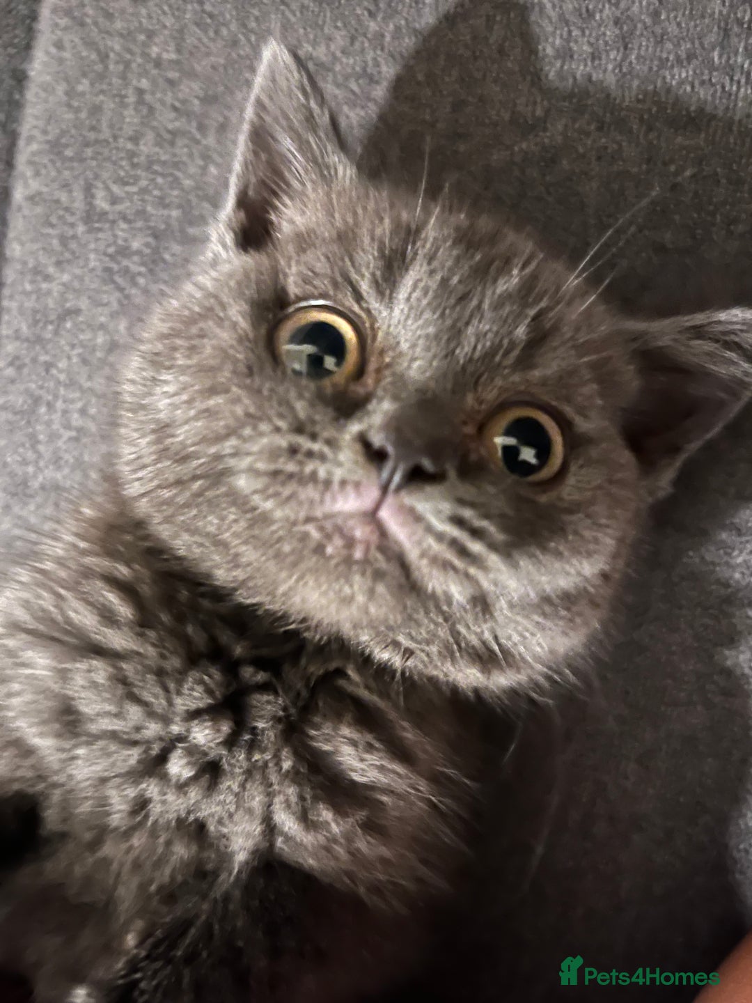 British Shorthair cats for sale: Male British shorthair kitten  - Image 3