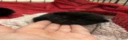 Mixed Breed cats for sale: Two beautiful black kittens  in Glasgow - Advert 7