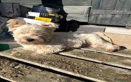 West Highland Terrier dogs for sale: Female Westie for rehoming. - Image 3