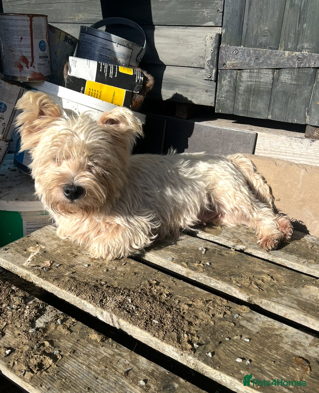 West Highland Terrier dogs for sale: Female Westie for rehoming. - Image 3