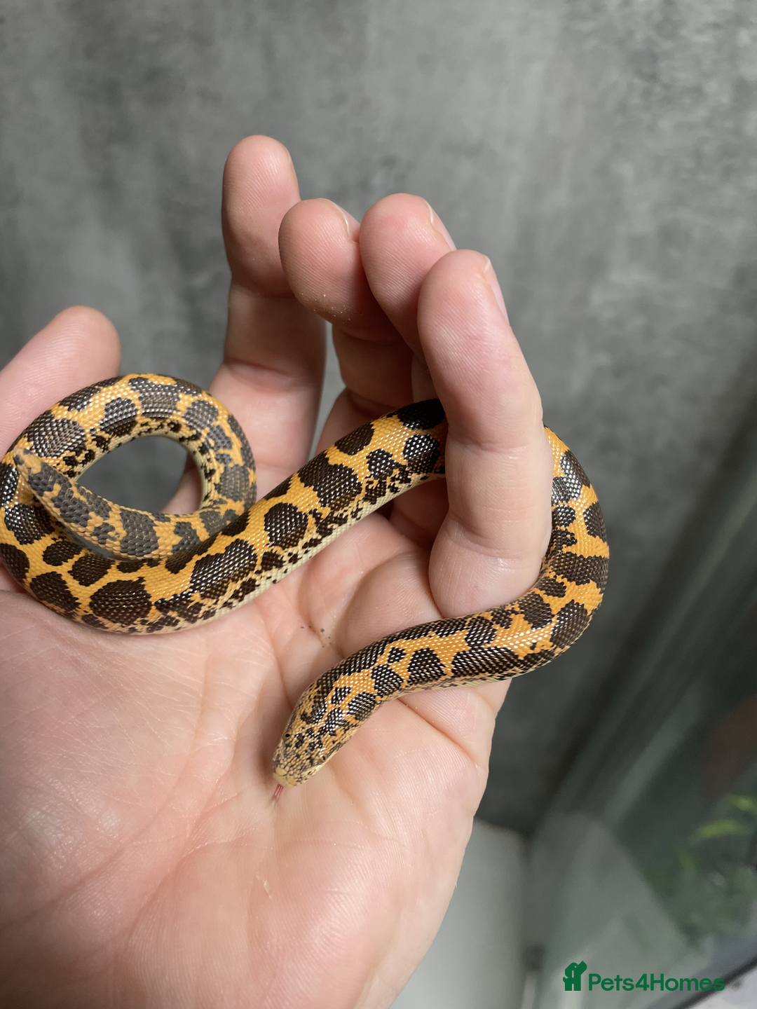 Snake reptiles for sale: Three Snakes + Madagascan Hissing Roaches - Image 7