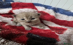 Mixed Breed cats for sale: Kittens😻Ragdoll x domestic cat short hair 😽 - Image 9