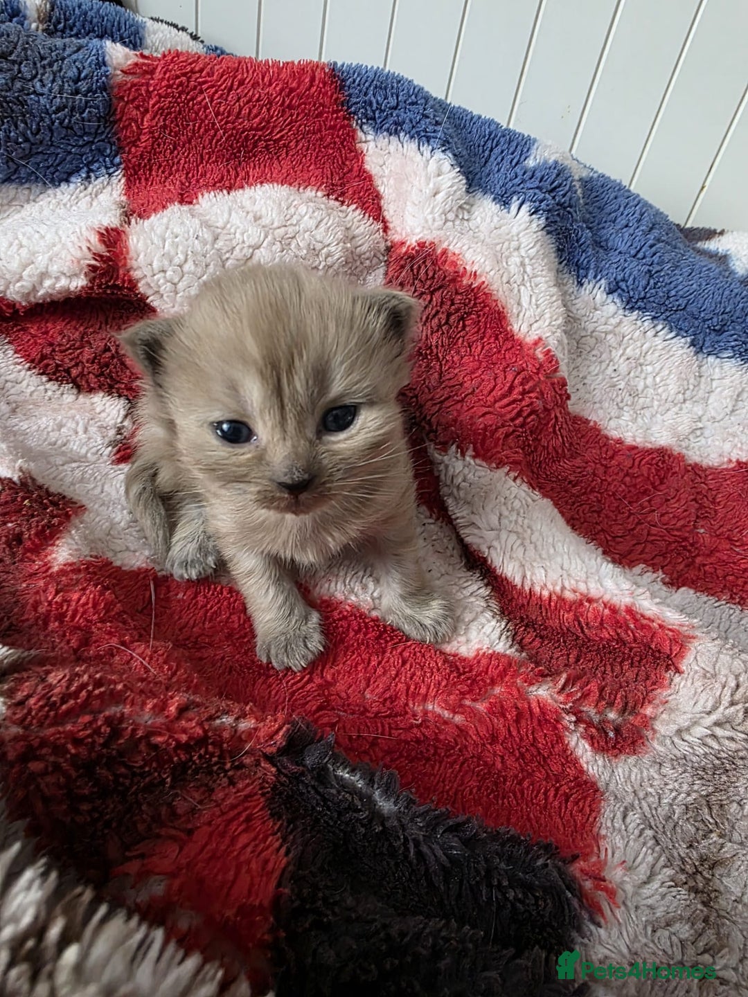 Mixed Breed cats for sale: Kittens😻Ragdoll x domestic cat short hair 😽 - Image 9