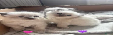 Ragdoll Kitten 4
