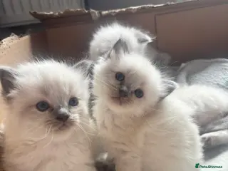 Ragdoll cats for sale: 5 Bluepoint Ragdoll kittens - Advert 1