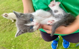 Ragdoll cats for sale: Ragdoll cross kittens  - Image 11
