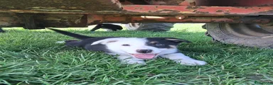 Border Collie 1