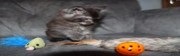 Maine Coon cats for sale: XL Polydactyl Black Smoke Maine Coon - Advert 5