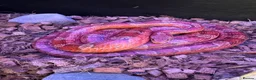 Corn Snake reptiles for sale: Beautiful corn snake looking for new home  in Edenbridge - Advert 1
