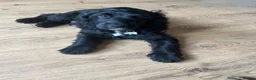 Cocker Spaniel dogs for stud: Cockapoo Stud in Runcorn - Advert 3