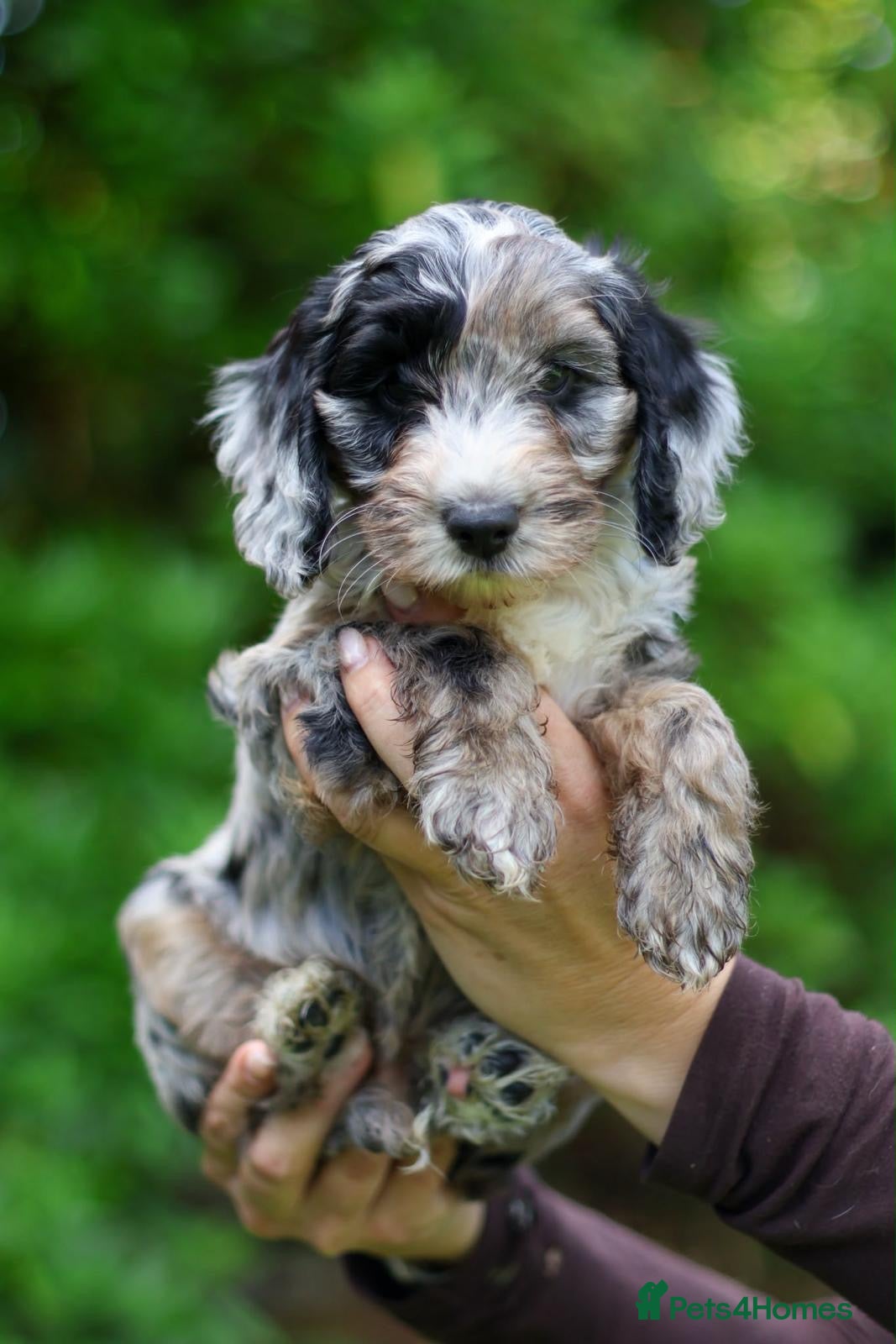 Cockapoo dogs F1 Cockapoos available 🐶 - Advert 2
