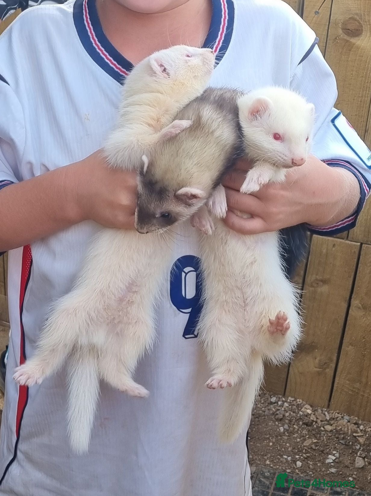Ferret rodents Baby ferrets  - Advert 1