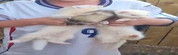 Ferret rodents for sale: Baby ferrets  - Advert 1
