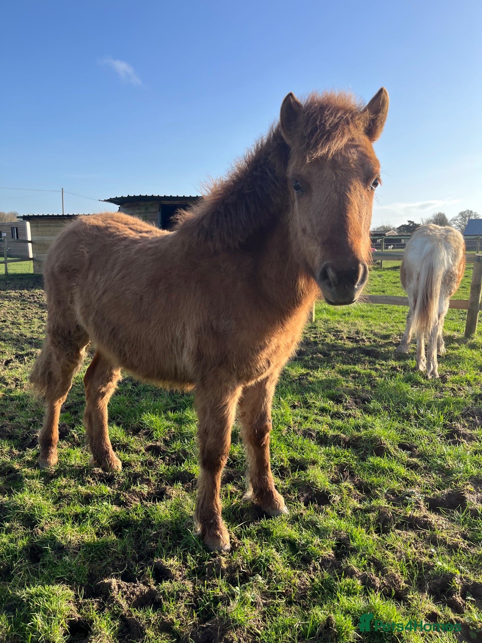 Dartmoor horses Dartmoor Hill Pony Filly yearling Red Dun - Advert 2