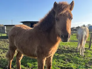 Dartmoor horses Dartmoor Hill Pony Filly yearling Red Dun - Advert 2