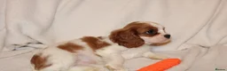 Cavalier King Charles Spaniel dogs for sale: Gorgeous Cavalier King Charles Spaniel - Advert 15