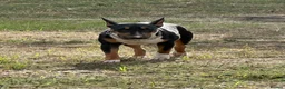 English Bull Terrier dogs for sale: UK Champion Bloodline Puppies Waiting List Open - Advert 12