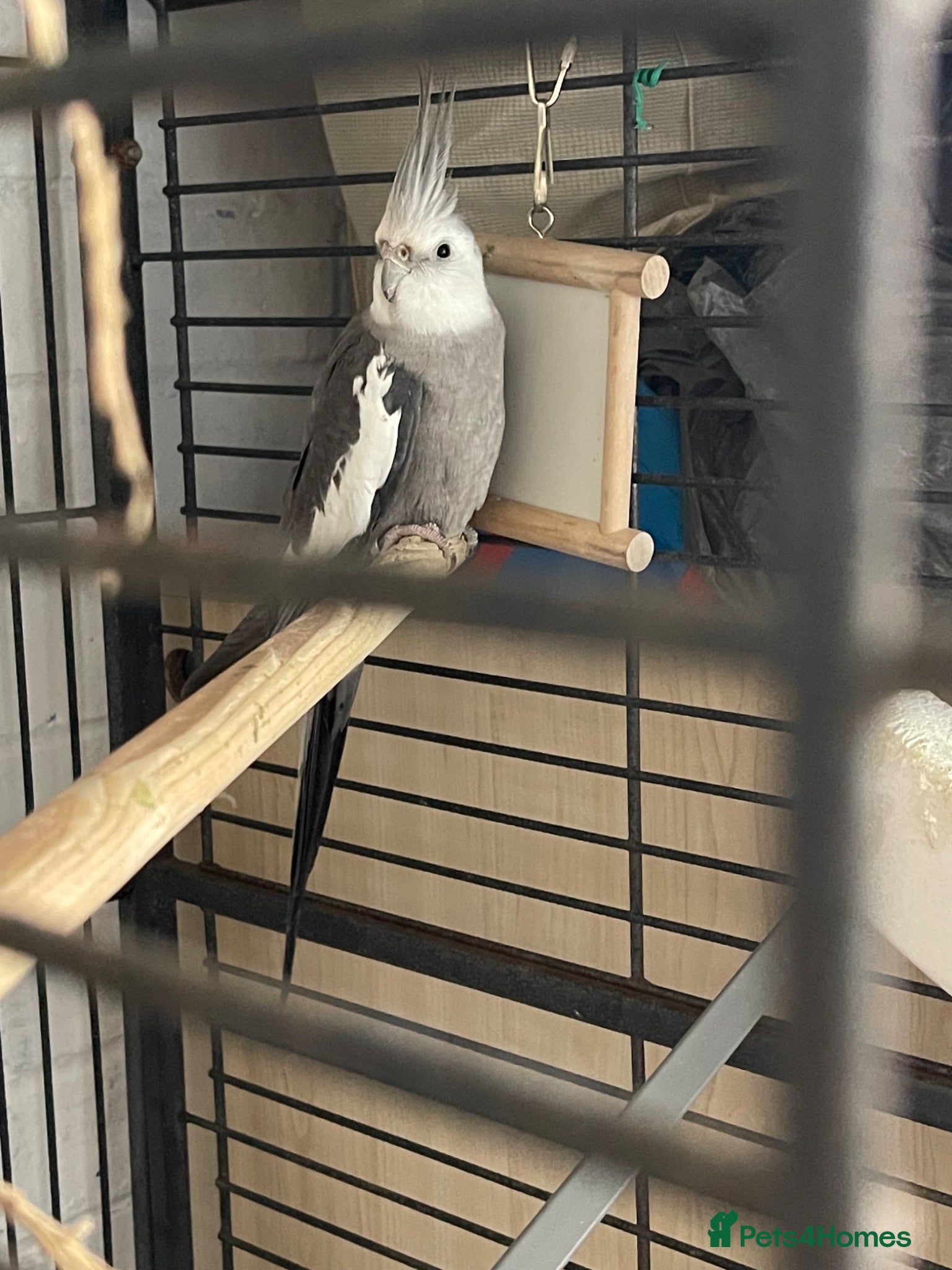 Cockatiels birds Cocateil parrot  - Advert 1