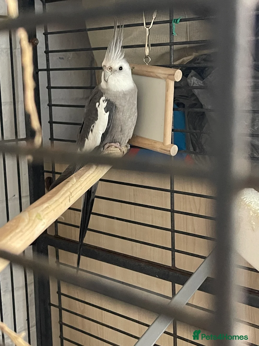 Cockatiels birds for sale: Cocateil parrot  in Uxbridge - Advert 1