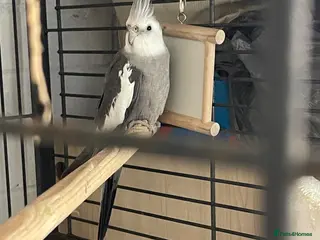 Cockatiels birds Cocateil parrot - Advert 2