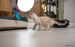 Bengal cats for sale: Frankie-Stunning Snow Bengal-TICA-Available now! - Image 19