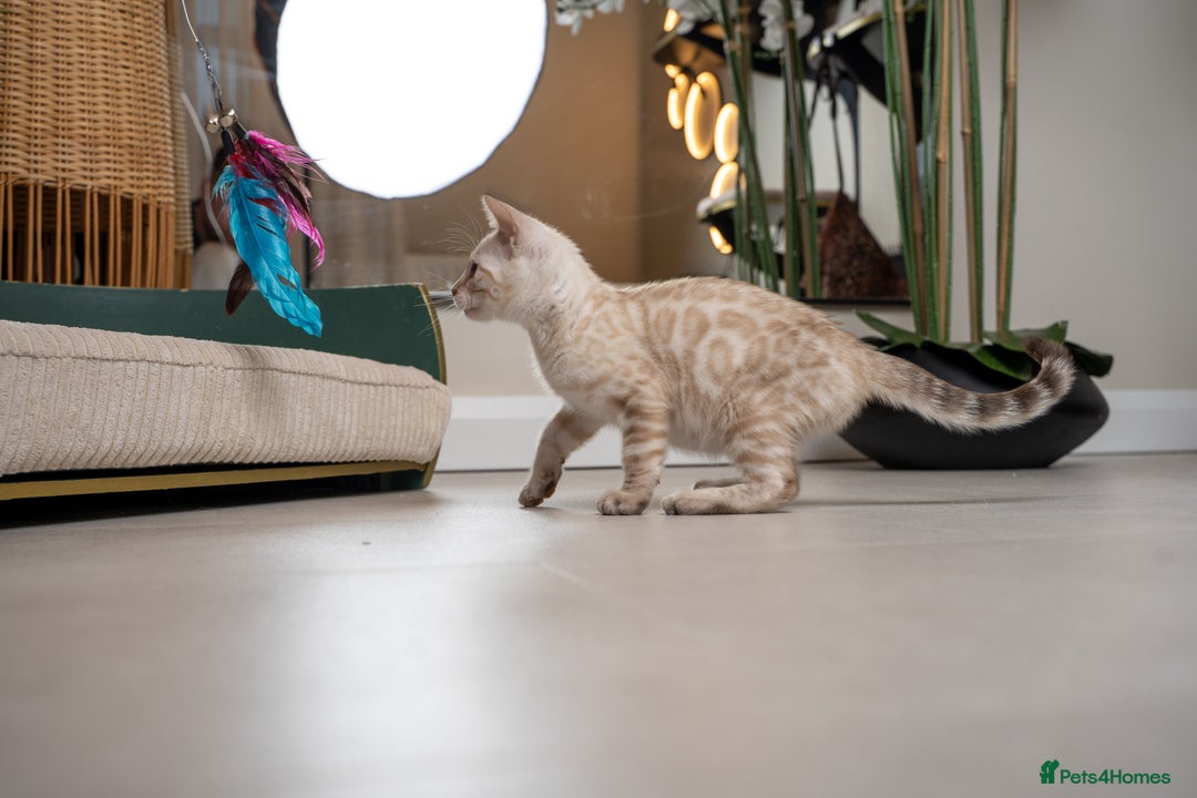 Bengal cats for sale: Frankie-Stunning Snow Bengal-TICA-Available now! - Image 19