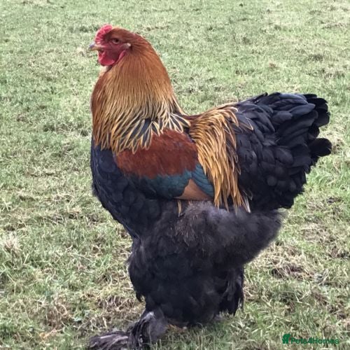 Chickens poultry Gold partridge brahma  - Advert 11