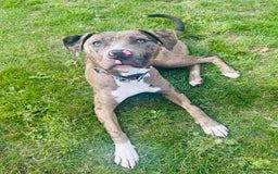 Mixed Breed dogs for sale: Merle female American bulldog 9 months - Image 2