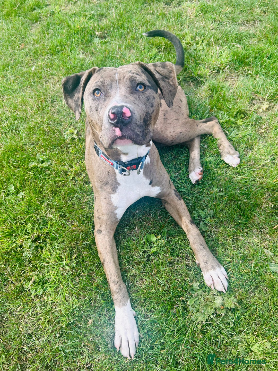 Mixed Breed dogs for sale: Merle female American bulldog 9 months - Image 2