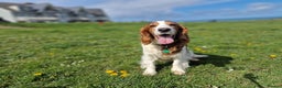 Welsh Springer Spaniel dogs for sale: Quality Welsh Springers | Exceptional homes only. - Advert 7