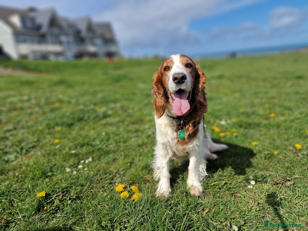 Welsh Springer Spaniel dogs for sale: Quality Welsh Springers | Exceptional homes only. - Image 6