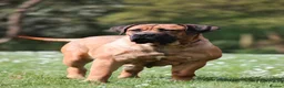 Boerboel dogs for sale: Waitlist now open - due early October in Horsham - Advert 14