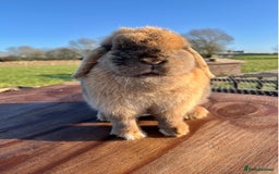 Mini Lop rabbits for sale: Mini lop does available  - Image 3