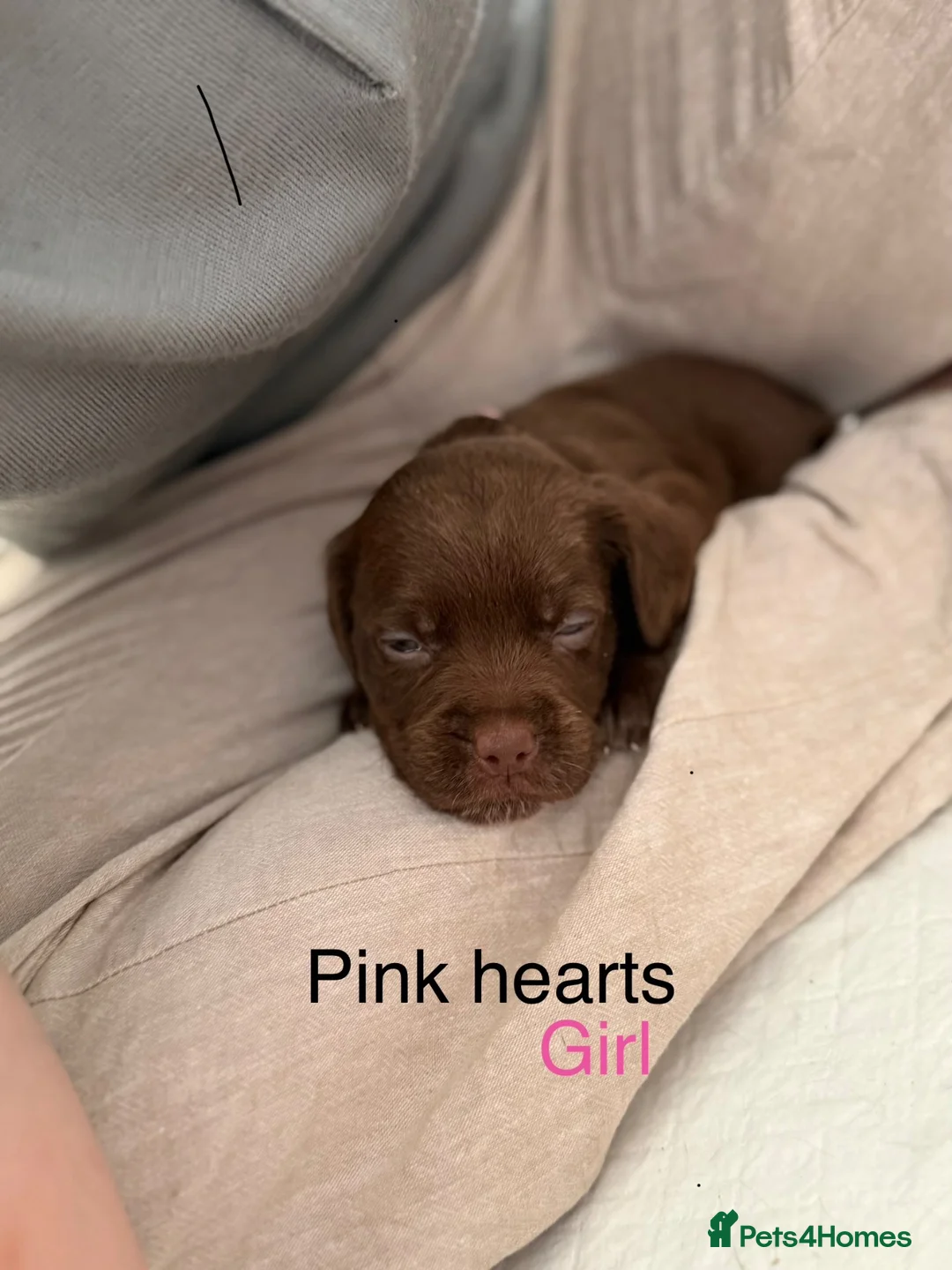 Mixed Breed dogs for sale: Bull pei x  - Advert 28
