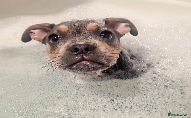 Mixed Breed dogs - Advert 16