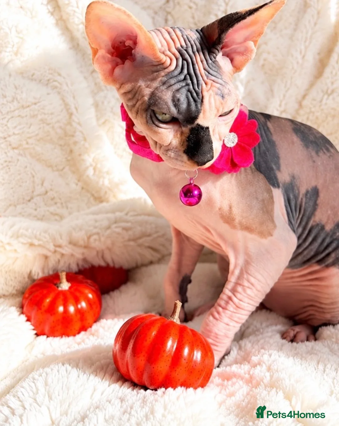 Sphynx cats for sale: 🐾 Beautiful Female Sphynx Kitten – Luna 🐾 - Advert 10