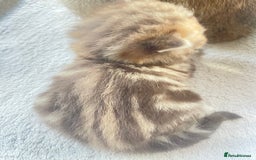 British Shorthair cats for sale: Gorgeous pure breed colour point and golden kitten - Image 31
