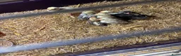 Mixed Breed poultry for sale: Variety of poultry available - Advert 2