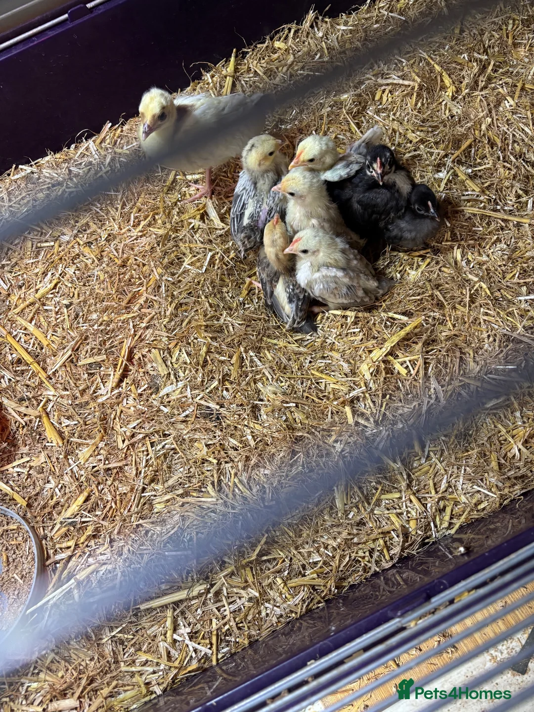 Mixed Breed poultry for sale: Variety of poultry available - Advert 2