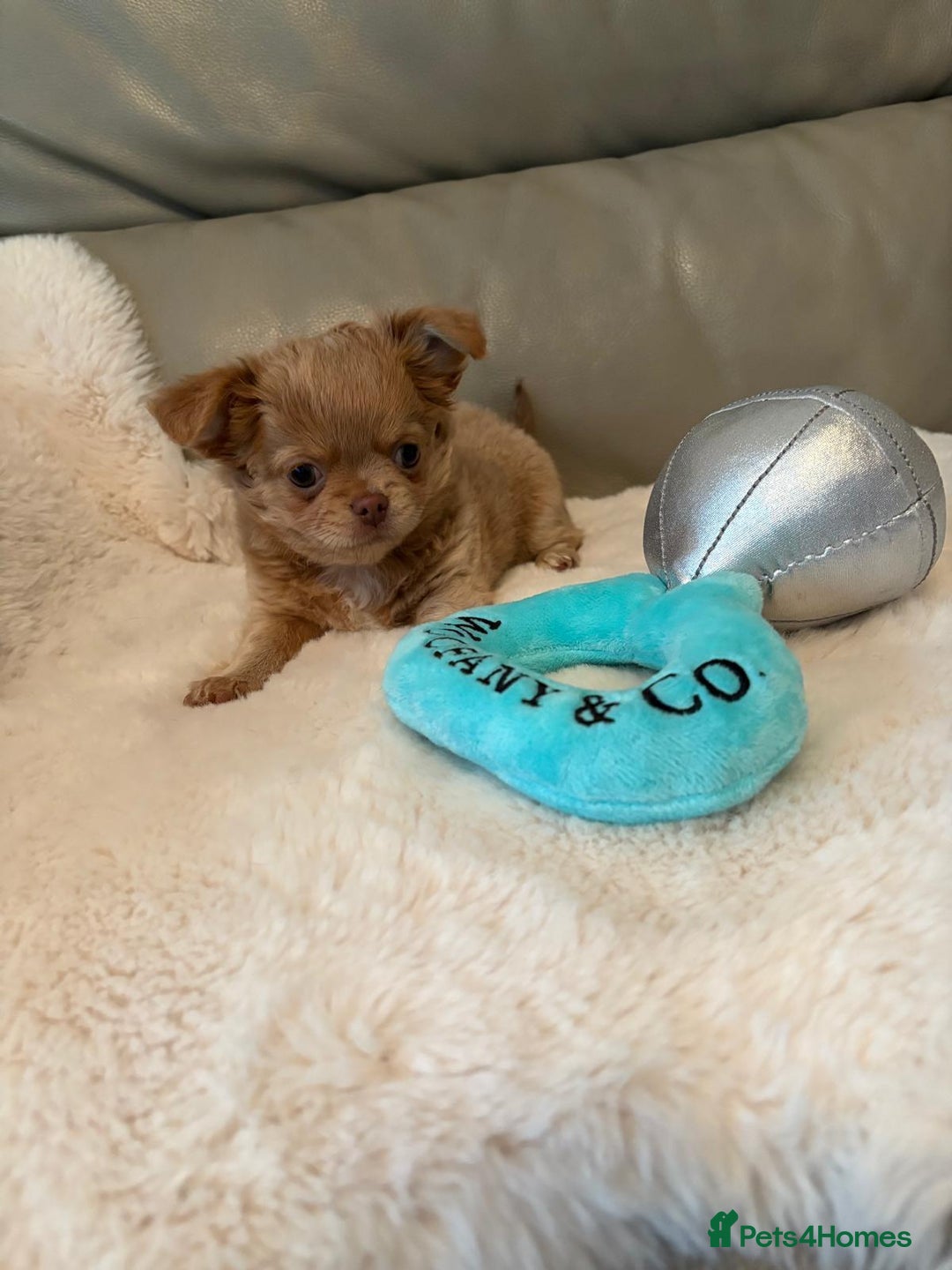 Chihuahua dogs for sale: KC Reg Chihuahua Boy Fully vaccinated - Ready - Advert 8