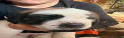 Saint Bernard dogs for sale: Exceptional St Bernard Puppies - Advert 32