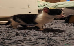 British Shorthair cats for sale: Beautiful kittens  - Image 12