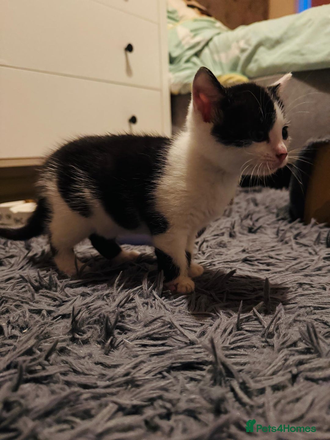 British Shorthair cats for sale: Beautiful kittens  - Image 12