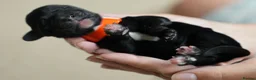 Cocker Spaniel dogs for sale: Working cocker spaniel puppies KC reg. 5 star   - Advert 11