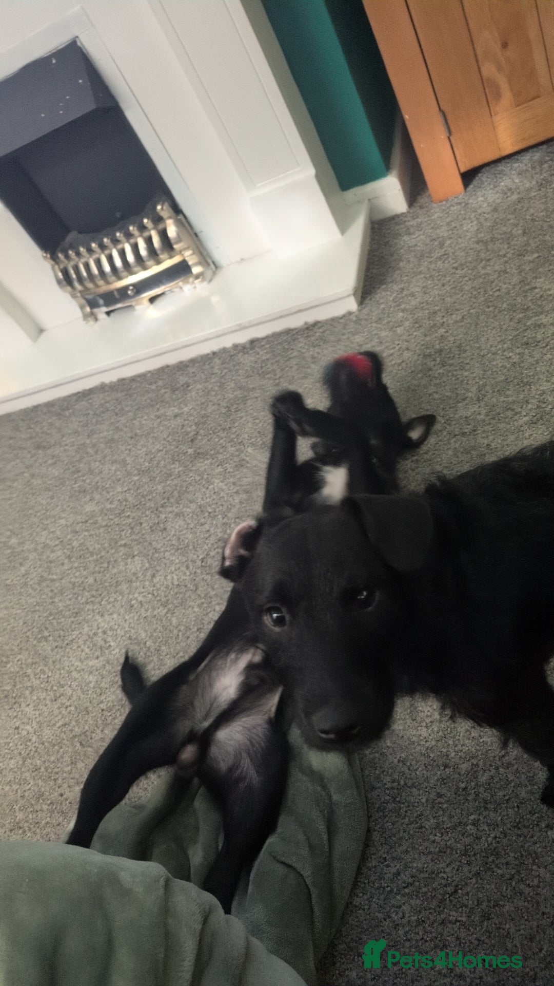 Patterdale Terrier dogs for sale: 2 bonded male Patterdales  - Advert 4