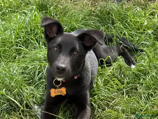 Mixed Breed dogs Ella (mixed breed) - Advert 1