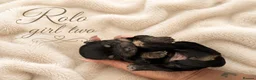 Pomchi dogs for sale: Beautiful family raised Pomchi puppies 💗 - Advert 3