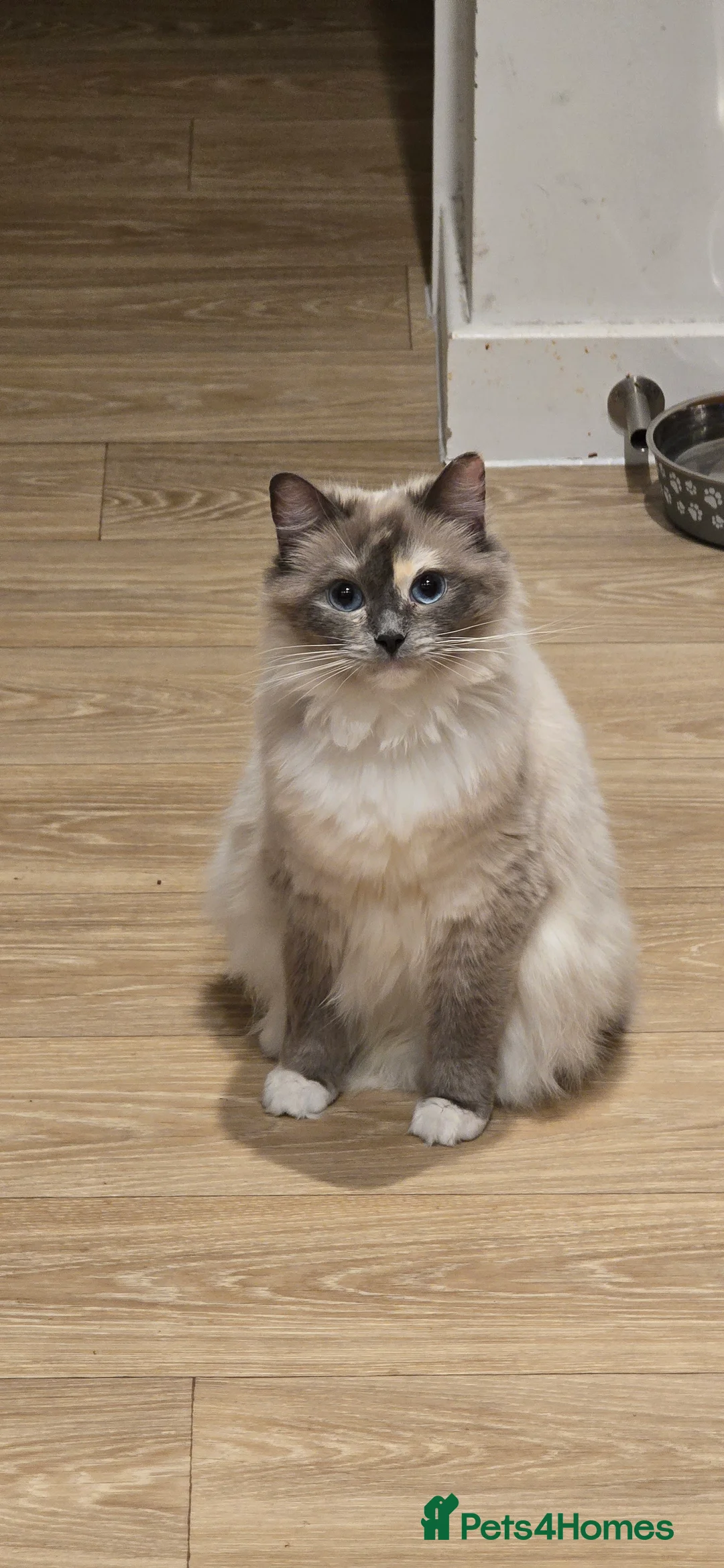 Ragdoll cats for sale: 🐾✨ Ragdoll Kittens Available ✨🐾 - Advert 4
