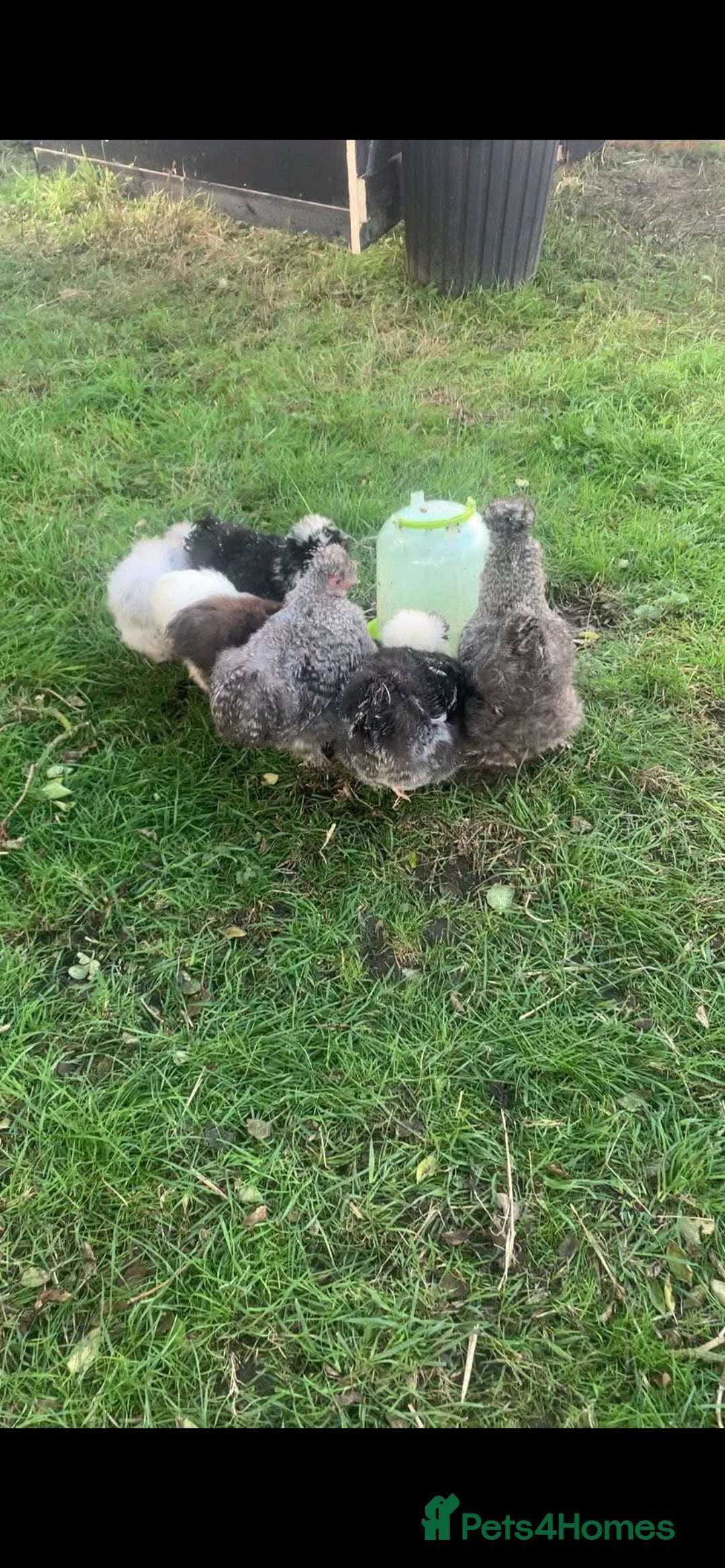 Hens poultry for sale: Usa silkies & Polish for sale  - Advert 3